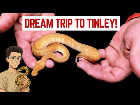 German Ball Python Breeder Meets KINOVA, Leviathan & More - Tinley Park NARBC Adventure