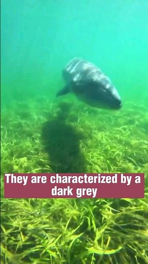 World's smallest whale: Pygmy right