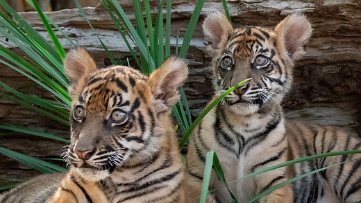 7.1K views · 1K reactions | In this episode of the endangered species breeding program series, we are talking about tigers! | Australia Zoo | Facebook