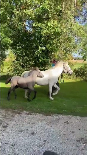 Poney à vendre - Pouliche PFS - equirodi.com