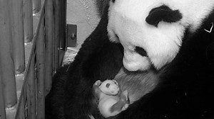 PANDA EXTRAVAGANZA! National Zoo's baby panda is officially one month old!