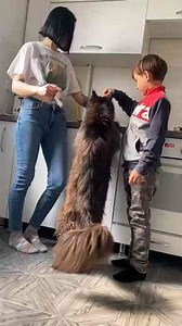 Exploring the Maine Coon Cat Breed