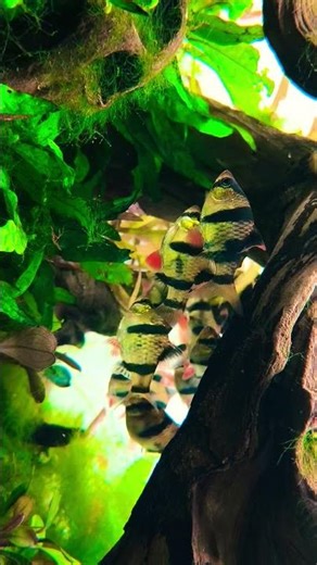 4k Video of Tiger Barbs in Planted Aquarium Tank #aesthetics #aquarium #tigerbarbs
