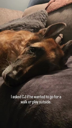 Today and tomorrow are going to be incredibly hot. Please skip the walk. Play inside. Your dog does not need to be out in this heat. | The Timeless Dog, LLC