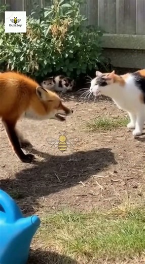 Watch a Brave House Cat Confront and Chase a Wild Fox