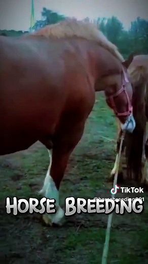 Donkey and Horse Breeding: A Fascinating Exploration