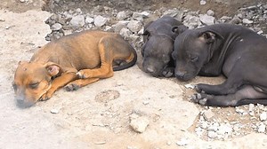 238 reactions · 51 shares | BREAKING NEWS: The ASPCA is assisting...