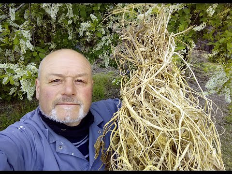 Comment semer les haricots verts