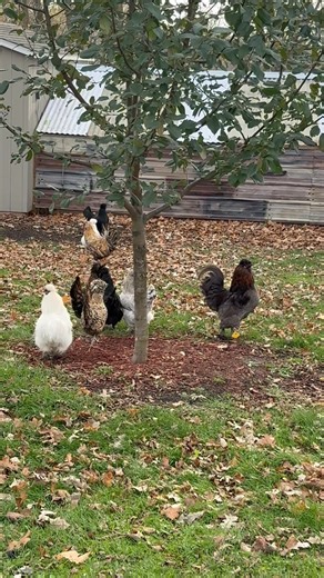 43K views · 851 reactions | Beautiful Chickens  #fluffy | Show Me Your Chicks | Facebook