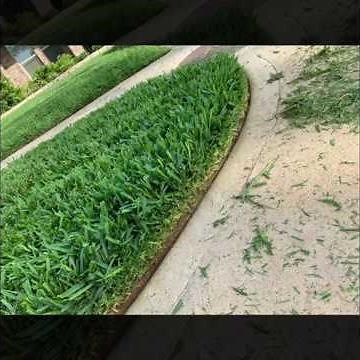 St. Augustine grass using Lesco 15-5-10 fertilizer and Milorganite