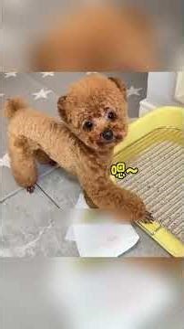 **“Such an intelligent dog 🐶 that he can even teach humans 😲🔥”**