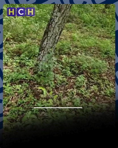 #HCHNoticias | Parece que algunos creen que el bosque no solo sirve para respirar aire puro… ¡también para buscar un poquito de privacidad! Entre árboles, hojas y naturaleza, algunos ya encontraron su propio “hotel cero estrellas”… cerca de la represa Los Laureles. Lo malo es que dejan todo el plástico en la naturaleza. FP