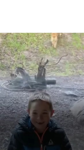 During a visit to the zoo, a tiger tried to catch a ch!ld, but it didn't realize something very important... | Meow Meow