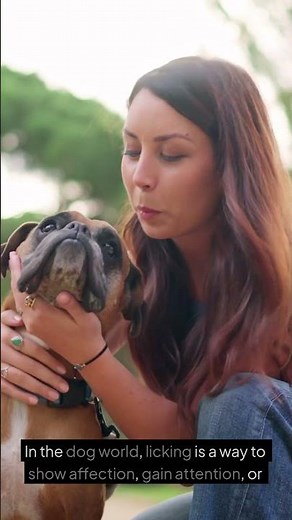 Why Does Your Dog Lick You So Much? 👅🐕