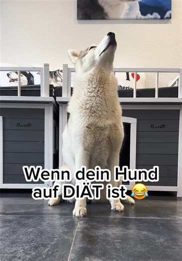 Das war keine gute Idee 🤣