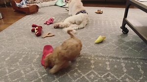 15K views · 5.1K reactions | Well, flip flop season is about over … and they are my husbands. 藍藍 #rescuedogsofinstagram #flipflop #cavapoo | The Tucker Farm | Facebook