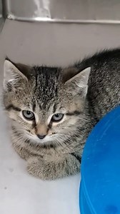 27 reactions · 13 shares | We are working with an organization to find homes for cats from an overwhelmed situation. Through this initiative alone we already have over 30 cats! In order to help bring in the next group a generous donor has agreed to pay 50% of the adoption fees! ~ Come in and adopt today! | Toronto Humane Society | Facebook