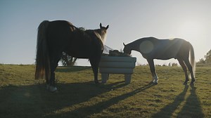 Horse Gif 2-4K