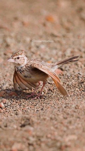 Singing Bush Lark Bird Flapping Wings #bush #lark #bird #nature #wildlife #singing #flapping HA57337 | HAWI Studios