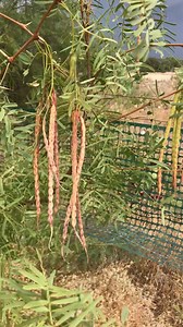 4.4K views · 162 reactions | Remember, when harvesting mesquite pods only take them directly off the trees and check each one for worm holes. Pods picked off the ground or with holes have a dangerously high chance of being infected with aflatoxin from fungus which will mess you up! Forage safely. #forager #foraging #Texas | Merriwether's Foraging Texas | Facebook