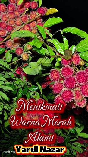 Menikmati warna merah cantik alami #rambutan #fyppppppppppppppppppppppp #viraltiktok #panen