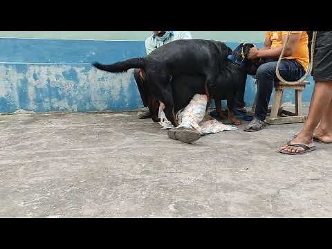 Rottweiler Dog Mating...