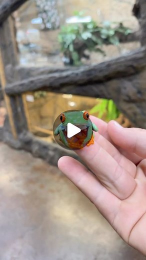 The Reptile Zoo on Instagram: "Amazing red eyed tree frog 🐸 was playing leapfrog with the cameraman😂🙌 #frog #redeyetreefrog #reptile #zoo #reels"