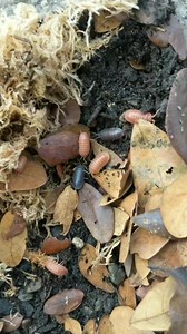 2.2K views · 88 reactions | Why Isopods are called Isopods 缾 Their name, meaning "like-foot" or similar (iso) and foot (pod), probably comes from early zoologists' familiarity with the common terrestrial "slaters" or "woodlice" (other names: cloportes, pissebedden, pillbugs, roly-polies, sowbugs). #crawler #isopods #macronature #macro #fypシ゚viralシ #fbreelsfypシ゚viral #reelsvideo #fypシ゚ | Dix Balino | Facebook