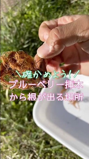 ブルーベリーの挿木から根が出る場所#幸せフルーツ工房 #ブルーベリーの森あづみの #オーガニックブルーベリー #ブルーベリー栽培 #自然栽培農家
