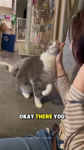 Cats getting pats core #catsofinstagram #funnycats #petting | Jasmine Marzoq