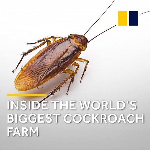 508K views · 3K reactions | Come look inside the world's biggest cockroach farm in China, where 6 billion bugs are bred each year. | South China Morning Post | Facebook
