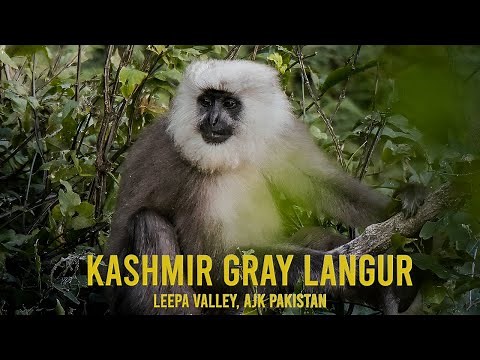 The Kashmir Gray Langur: The Oddest Monkey You'll Ever See!