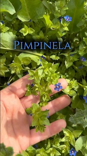 Pimpinela - tratamiento de la piel, úlceras y erupciones.