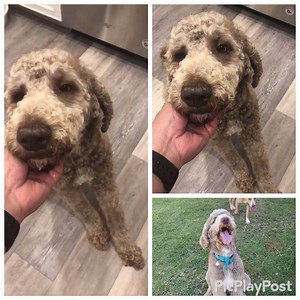 12K views · 299 reactions | UPDATE: FRED HAS FOUND HIS FOREVER HOME. Fred is a 2 year old Standard Poodle in Houston, TX. We are looking for a foster-to-adopt home for him. To read more about this sweet, gorgeous boy, see his listing here: https://www.petfinder.com/dog/fred-tx-42114409/tx/spring/idog-rescue-inc-tx1224/. Please submit an adoption application only after thoroughly reading his bio. | IDOG Rescue - Labradoodle & Goldendoodle Rescue | Facebook