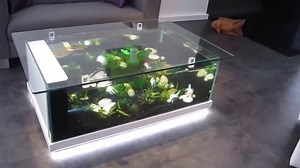 amazing view😍😮 https://www.instagram.com/terresti01/ https://youtu.be/q2fUMRzd7yg | Aquarium world promotion