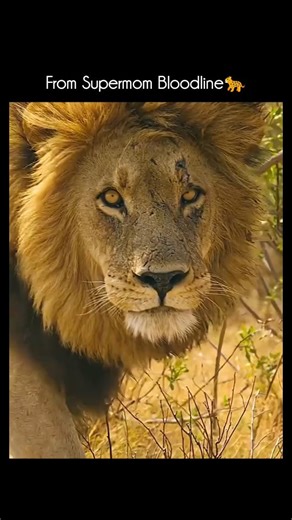 Animal Documentary & Science Concepts on Instagram: "Cheetah parenting is one of the most intense and challenging in the animal kingdom — especially for the mother. Here’s a clear and interesting overview: 🐆 Cheetah Parenting 1. Single Mom Life Male cheetahs don’t help with raising cubs. After mating, the male leaves and the mother takes full responsibility for her babies. 2. Big Litters, Big Challenges A mother cheetah usually gives birth to 3–5 cubs, sometimes up to 8. But cub mortality is hi