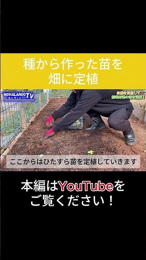 種から育てた白菜とキャベツの苗を植え付けました！#自給自足 #家庭菜園 #畑