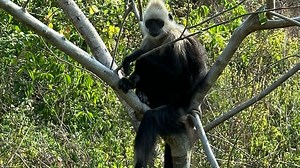 57K views · 242 reactions | At the Guangxi Chongzuo White-Headed Langur National Nature Reserve, researchers scour the mountainside daily for monkey droppings – a resource pivotal to protecting this endangered species. For more: https://news.cgtn.com/news/2025-06-29/White-headed-langurs-Why-their-poop-is-key-to-their-survival-1EB1xANYwq4/p.html | CGTN | Facebook