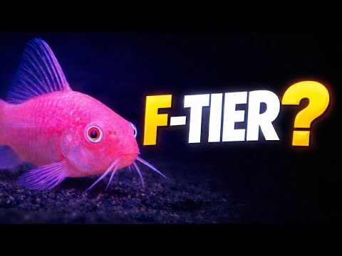 Corydoras Ranked Worst to Best (Some Never Last)