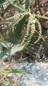 Python भेटाए अजिङ्गर #viralvideochallenge #wildlife | Sajan Rana Vlogs