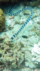 A sea snake weaving smoothly through the coral reef like a living ribbon 🐍🌊 Graceful yet powerful, it moved with calm precision — a rare and mesmerizing sight beneath the surface. #seasnake #marinelife #underwaterworld #NatureIsWild #fblifestyle #christmas2025 | Red Sea Diving