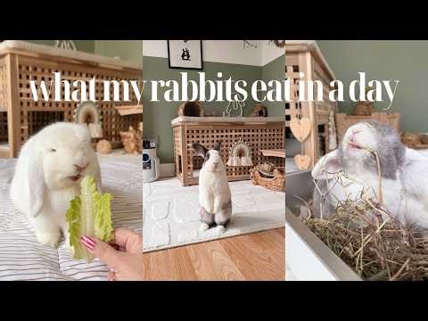 What My Rabbits Eat in a Day 🐰 | Daily Diet for Indoor Rabbits