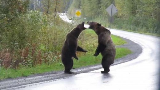 Crazy Grizzly Bear Fight Caught On Camera In British, Columbia!