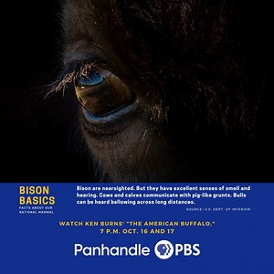 Have you ever heard the sounds of the bison? #BisonBasics #FunFacts #TheAmericanBuffalo #PBS #PanhandlePBS | Panhandle PBS | Facebook