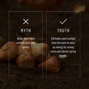 Fall bulbs thrive on sunlight! 🌞🌱 Planting them in sunny spots allows them to store up energy for strong roots and vibrant spring blooms. Get ready for a garden full of color when the seasons change! 🌷✨ #FallPlanting #SunshineAndBlooms #SpringGarden | HollandBulbFarms.com
