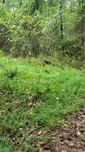 2.5K views · 46 reactions | They're running two rabbits. #rabbitdogs #beaglesmusic. | Catron's Kennel | Facebook