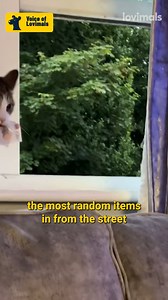 84K views · 1.8K reactions | She's the most adorable pickpocket we've ever seen 殺 | Lovimals | Facebook