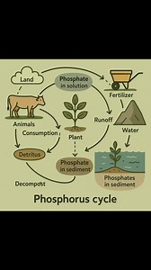 115K views · 1.8K reactions | Geochemical cycles. #fblifestyle @topfans | Biology Tonic | Facebook