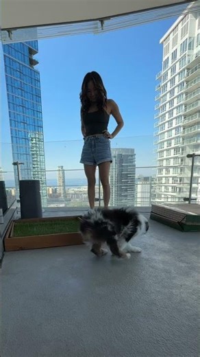 Puppy potty training in a high-rise apartment! #puppy #australianshepherd #australianshepherd