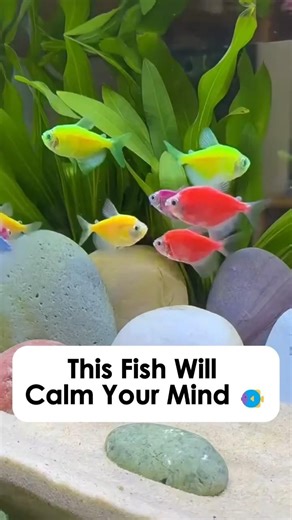 Watching Angelfish Swim Is Surprisingly Relaxing | Peaceful Aquarium Moment